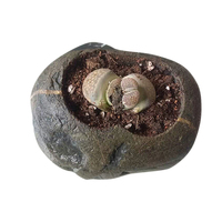 杭豆花盆 新潮手工花盆天然花瓶创意植物栽培器 DS006