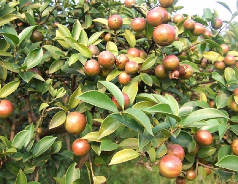 锹里冷榨山茶油礼盒装500ml*2茶籽油 食用油
